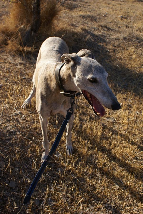 Galga SARA aus Murcia sucht ... 11798524dt