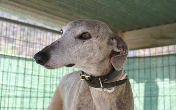 Galga SARA aus Murcia sucht ... 11798525yu