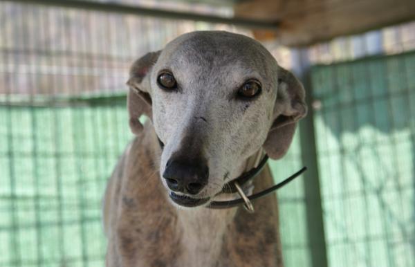 Galga SARA aus Murcia sucht ... 11798526wy