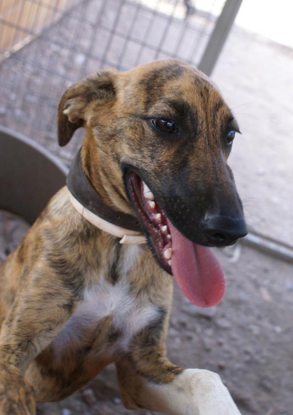 Galgo-Mischling DIEGO aus Ramonete sucht ... 11902578qu