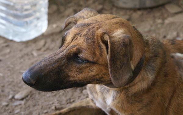 Galgo-Mischling DIEGO aus Ramonete sucht ... 11902584qw