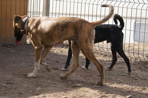 Galgo-Mischling DIEGO aus Ramonete sucht ... 11902585th