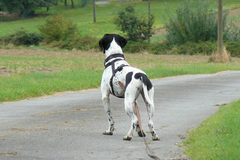  Jasper: ein Pachon Navarro auf der Suche nach einem verschmusten Zuhause - vermittelt- 11907688sd