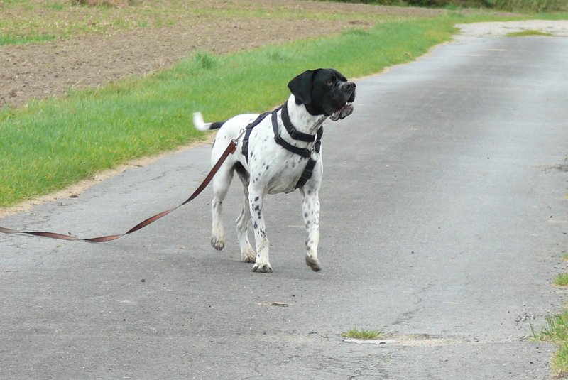  Jasper: ein Pachon Navarro auf der Suche nach einem verschmusten Zuhause - vermittelt- 11907703ap