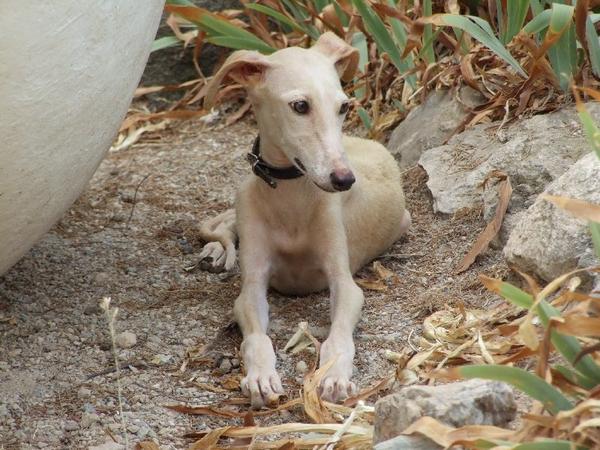 Galguita OLIVIA aus Lorca sucht ... 11962497hl