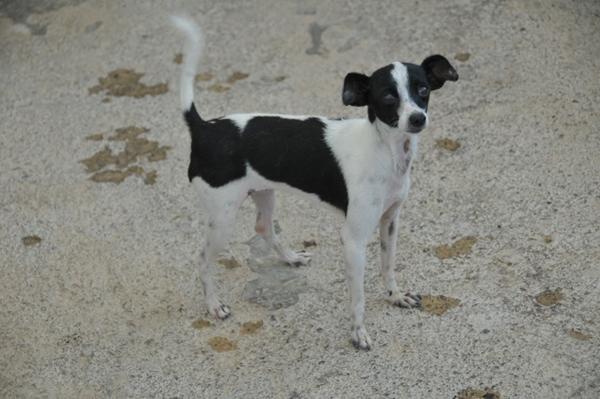 Chihuahua-Mischlingsdame MINUSCULA (jetzt SKIPPY) aus San Anton sucht ... 12018260uy