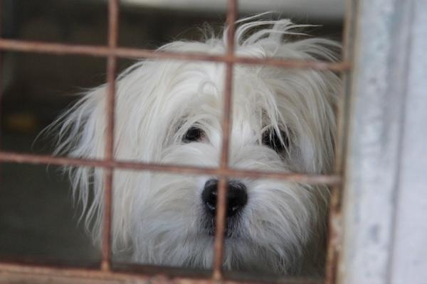 Malteser-Mischlingshündin WHITY aus Alcoy sucht ... 12034848al