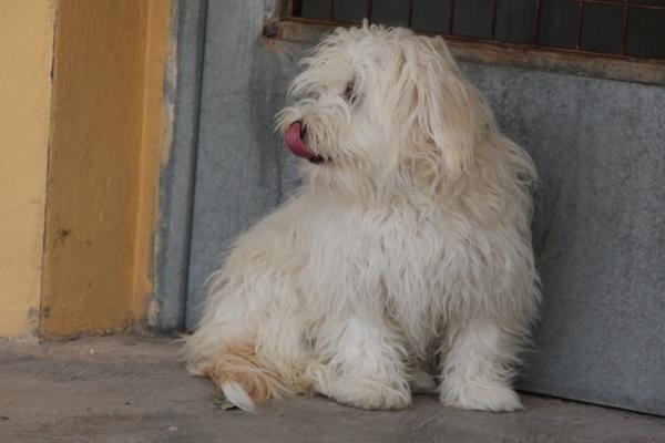 Malteser-Mischlingshündin WHITY aus Alcoy sucht ... 12034849ph