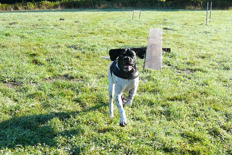  Jasper: ein Pachon Navarro auf der Suche nach einem verschmusten Zuhause - vermittelt- 12077642rl