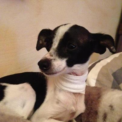 Chihuahua-Mischlingsdame MINUSCULA (jetzt SKIPPY) aus San Anton sucht ... 12113442fp