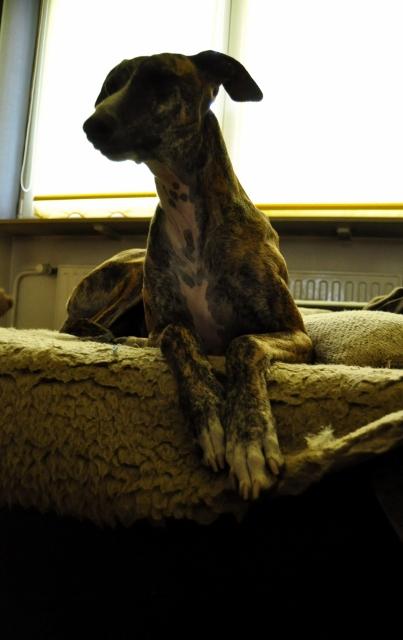 Galgo ROMEO aus Alhama de Murcia sucht ... - Seite 2 12116690td