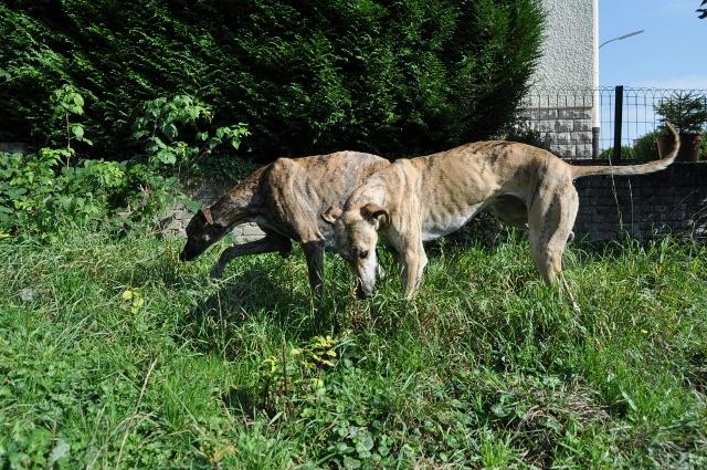 Galgo ROMEO aus Alhama de Murcia sucht ... - Seite 2 12116693ya