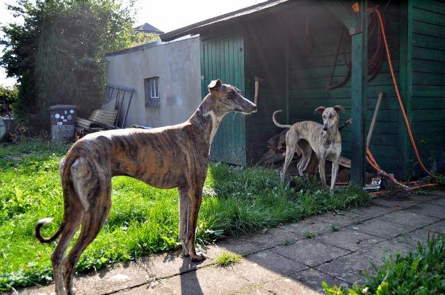 Galgo ROMEO aus Alhama de Murcia sucht ... - Seite 2 12116694vk