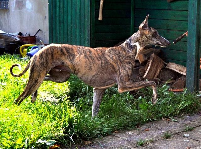 Galgo ROMEO aus Alhama de Murcia sucht ... - Seite 2 12121180qu