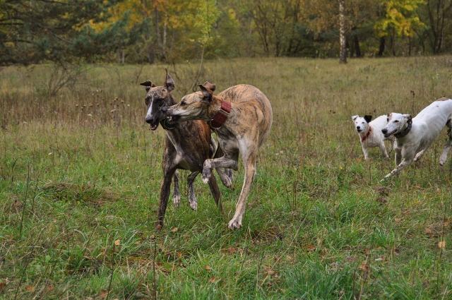 Galgo ROMEO aus Alhama de Murcia sucht ... - Seite 2 12128086kc