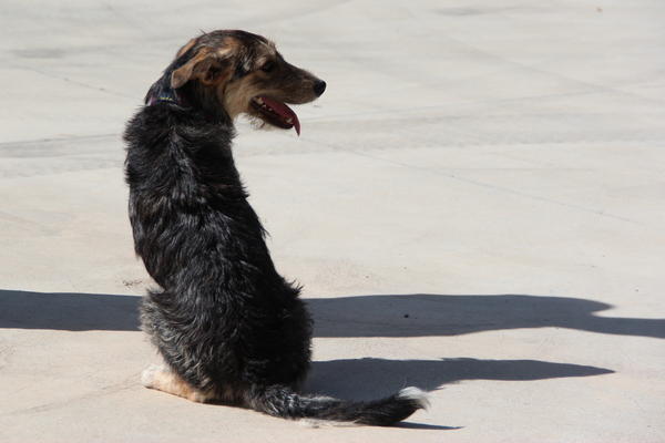 Mischlingshündin ANOUK aus Alcoy sucht ...  12174445rp