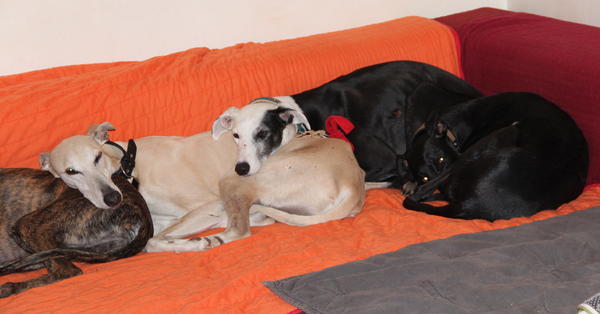 Galgo ROMEO aus Alhama de Murcia sucht ... - Seite 2 12187300lh