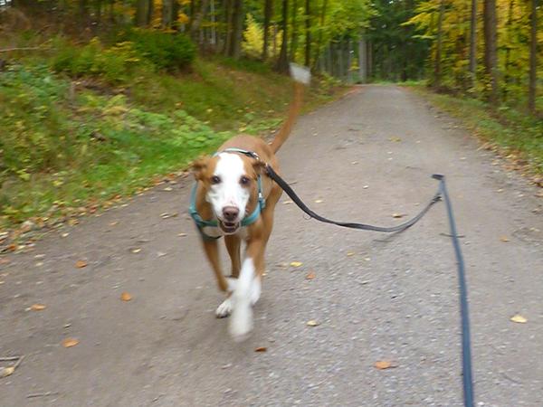 Traumhund Abby - Sofa gefunden! 12197956iv