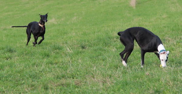 Galga PINA aus Alhama de Murcia sucht ... 12215903kc