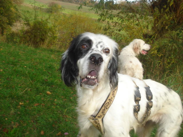 Minni ist da, liebe Englisch Setter Dame 7 Jahre alt -vermittelt- 12240741hv