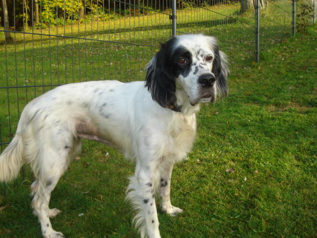 Minni ist da, liebe Englisch Setter Dame 7 Jahre alt -vermittelt- 12240745yj