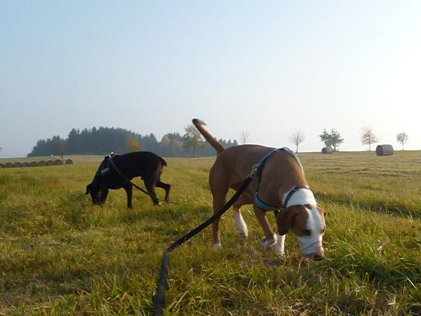 Traumhund Abby - Sofa gefunden! 12261615lr