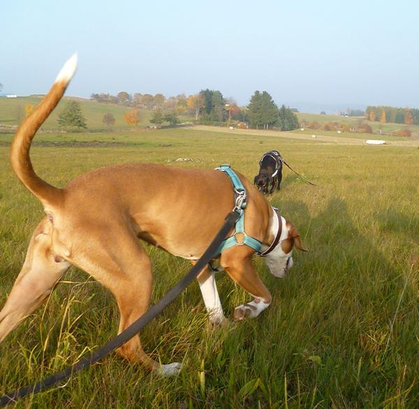 Traumhund Abby - Sofa gefunden! 12261621oj