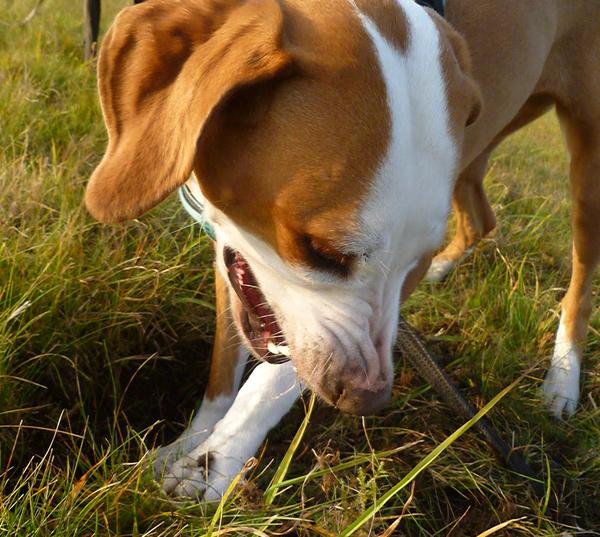 Traumhund Abby - Sofa gefunden! 12261690qu