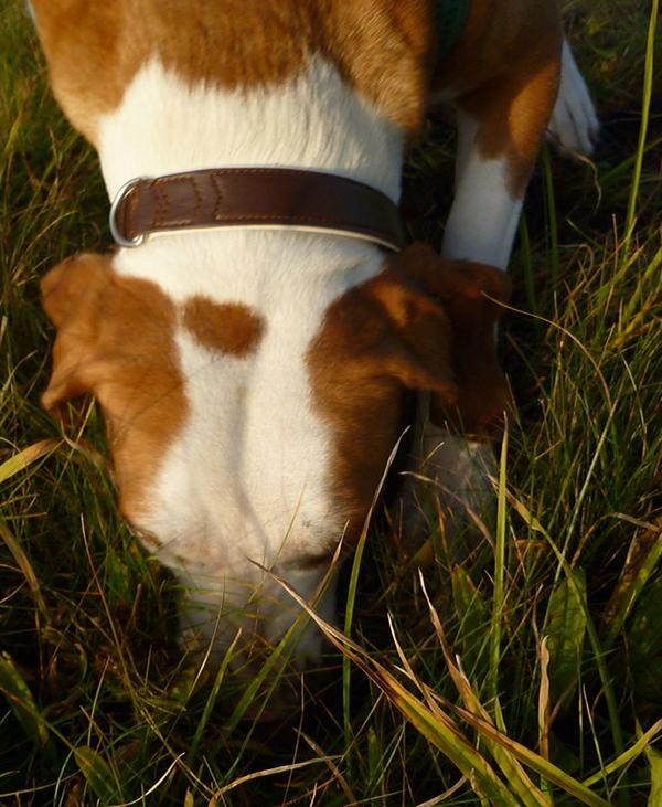 Traumhund Abby - Sofa gefunden! 12261691ys