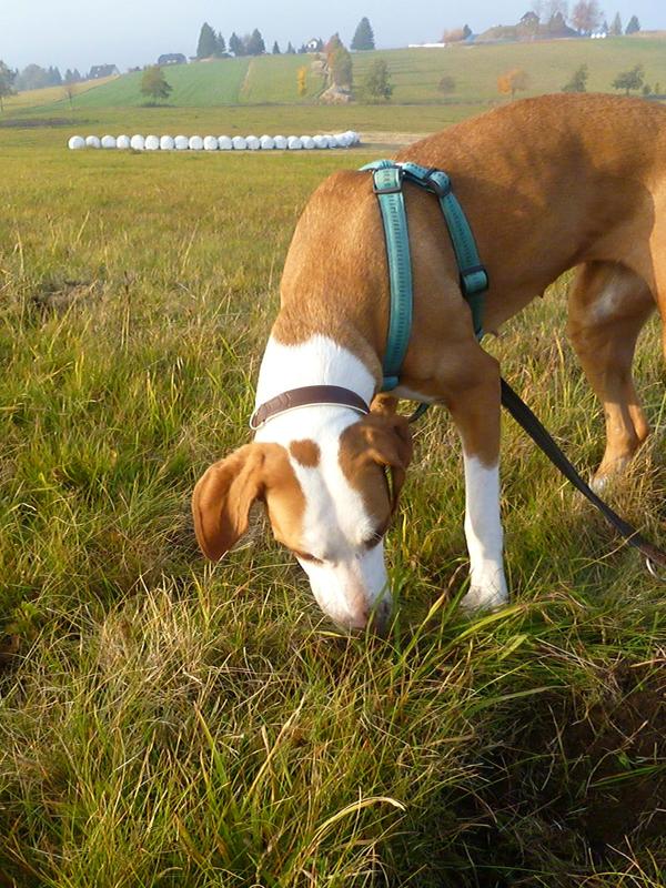 Traumhund Abby - Sofa gefunden! 12261729pf