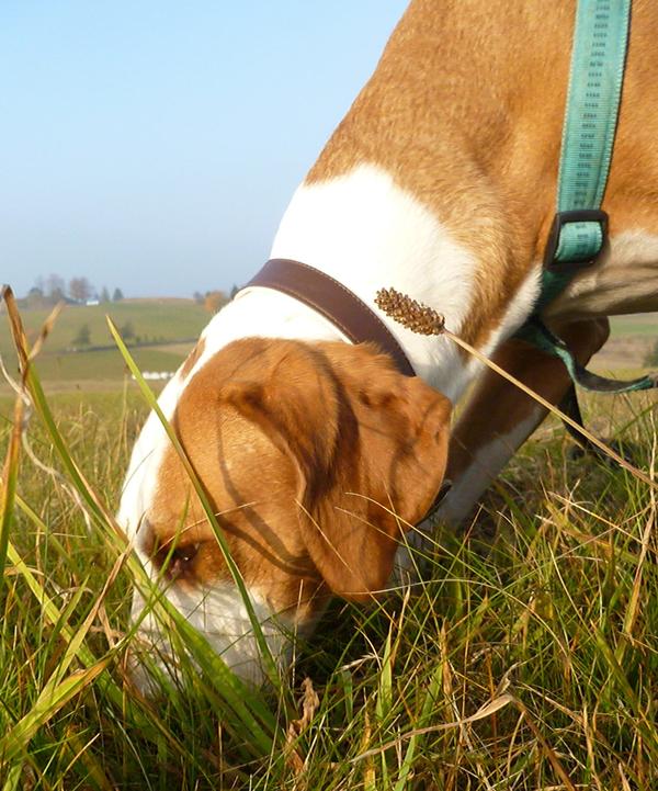 Traumhund Abby - Sofa gefunden! 12261730fh