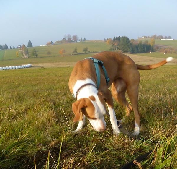 Traumhund Abby - Sofa gefunden! 12261732jo