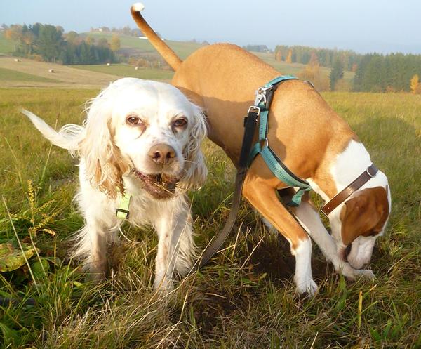 Traumhund Abby - Sofa gefunden! 12261796fc