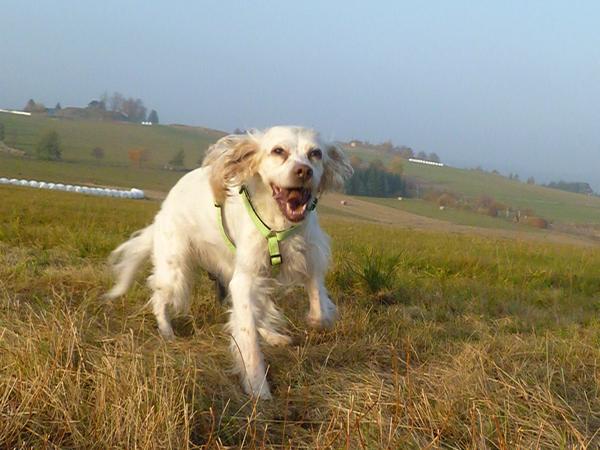 Traumhund Abby - Sofa gefunden! 12261826xg