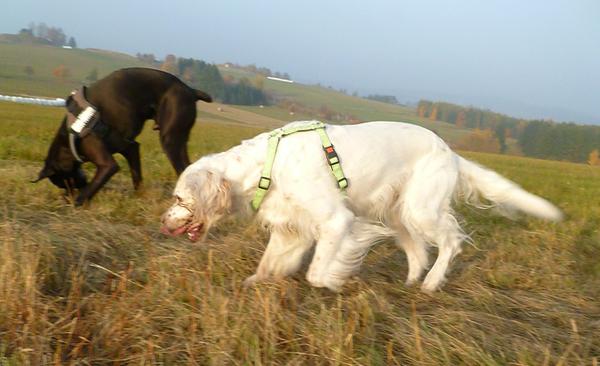 Traumhund Abby - Sofa gefunden! 12261827ld