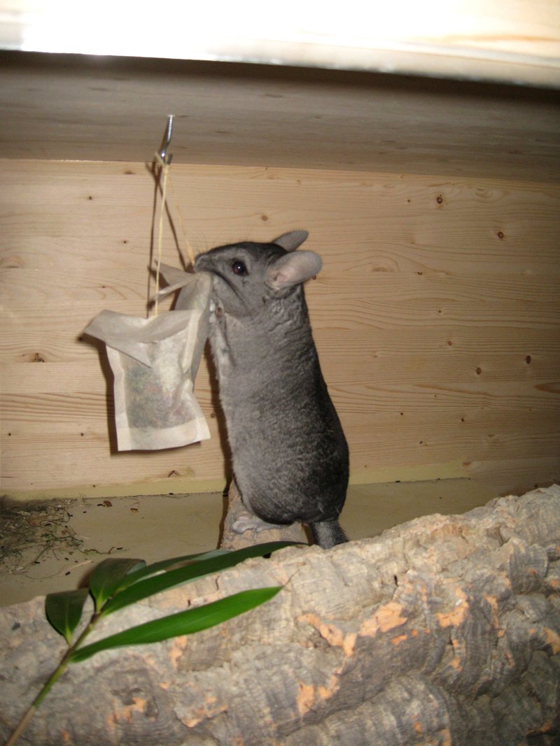 Chinchilla Wundertüte  12288408fk