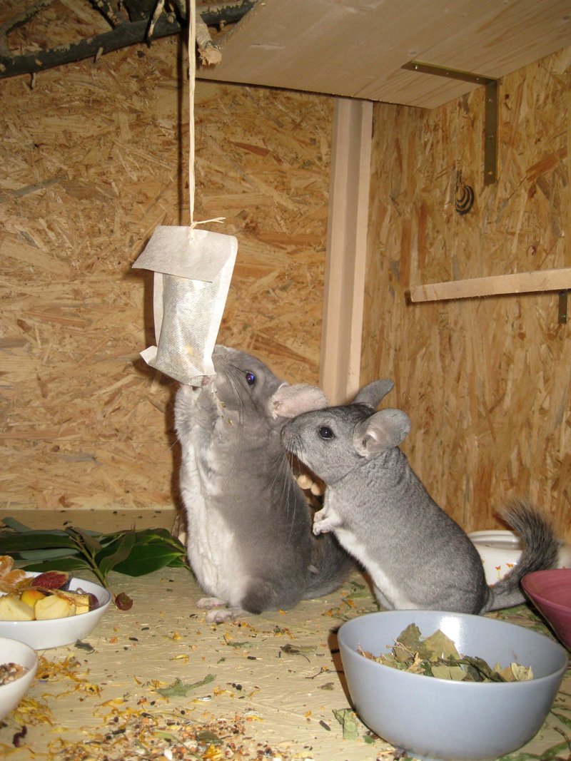 Chinchilla Wundertüte  12288412kj