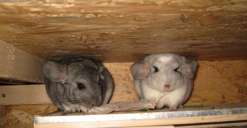 Chinchilla Wundertüte  12288413wh