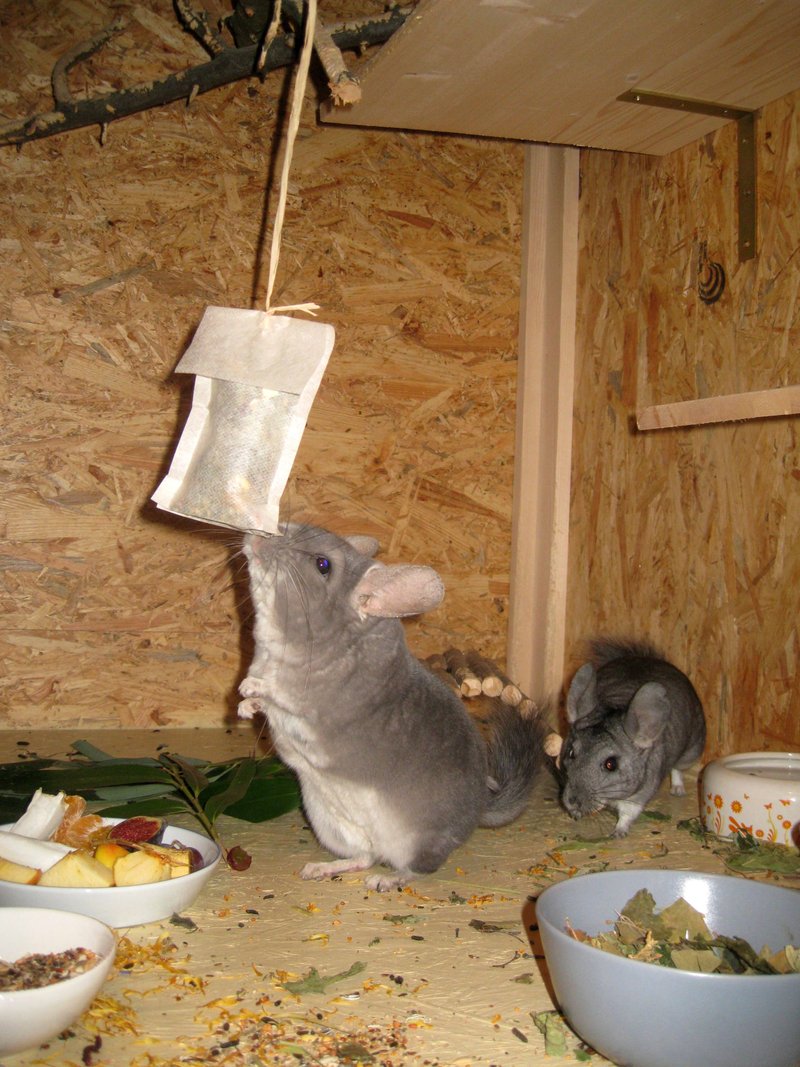 Chinchilla Wundertüte  12288414mr