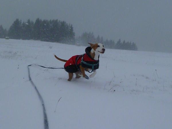 Traumhund Abby - Sofa gefunden! 12298705wg