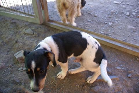 Mischling BUFFY aus Ramonete sucht ... 12325019hc