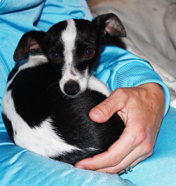 Chihuahua-Mischlingsdame MINUSCULA (jetzt SKIPPY) aus San Anton sucht ... - Seite 2 12335093wi