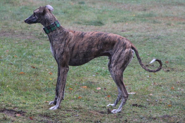 Galgo ROMEO aus Alhama de Murcia sucht ... - Seite 2 12344866rl