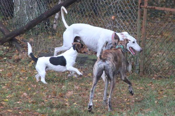 Galgo ROMEO aus Alhama de Murcia sucht ... - Seite 2 12344867pa