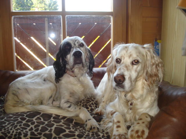 Minni ist da, liebe Englisch Setter Dame 7 Jahre alt -vermittelt- 12372000hn