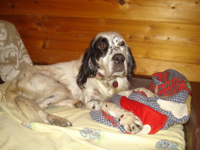 Minni ist da, liebe Englisch Setter Dame 7 Jahre alt -vermittelt- 12372007ld