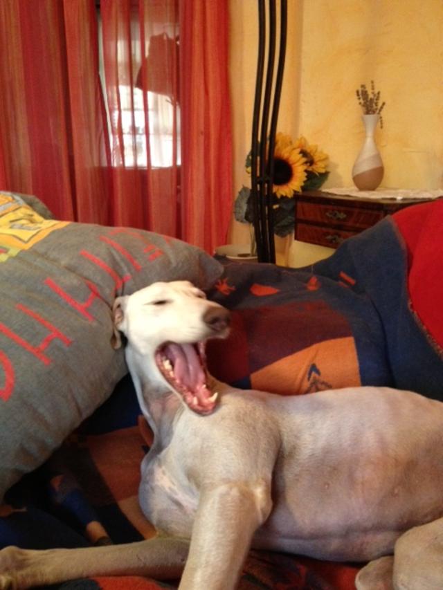 Galgo DAMASO aus Valencia sucht ... - Seite 2 12381767ec