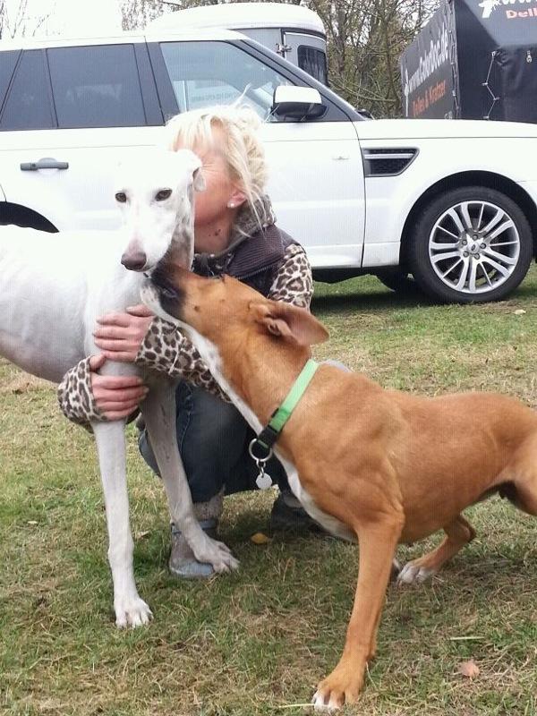 Galgo DAMASO aus Valencia sucht ... - Seite 2 12381769ue