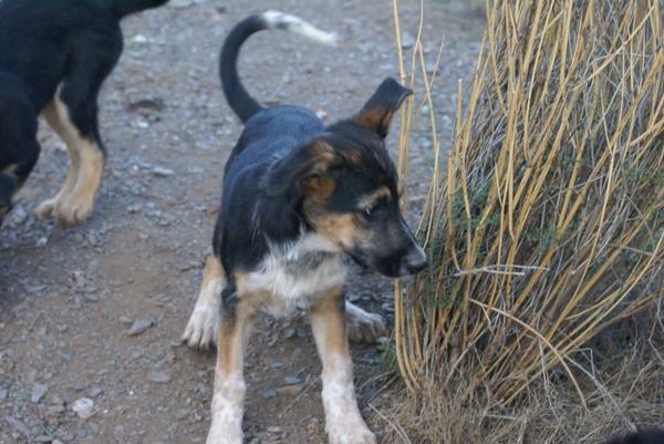 Mischlingswelpe PIPPA aus Ramonete sucht ... 12428097si