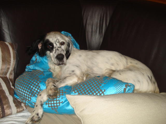 Minni ist da, liebe Englisch Setter Dame 7 Jahre alt -vermittelt- 12434684vf